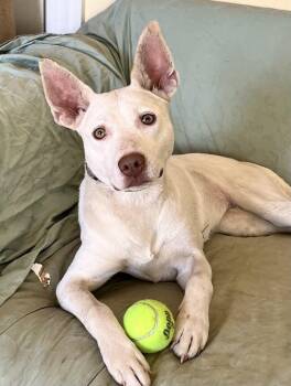 Terrier Dogs Available for Adoption - China | PetCurious