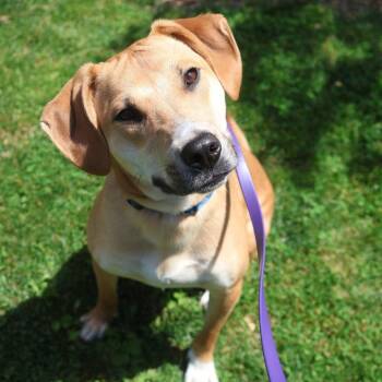 Jumba -  Labrador Retriever and Beagle Dog for Adoption in Briarcliff Manor, New York - Jumba | PetCurious