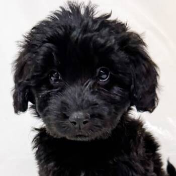 Rescue Poodle and Husky Dogs for Adoption in Parker, Colorado - 830 (2025) | PetCurious