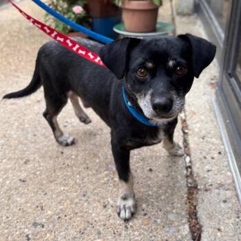 Ace -  Chihuahua and Dachshund Dog for Adoption in New York, New York - Ace | PetCurious