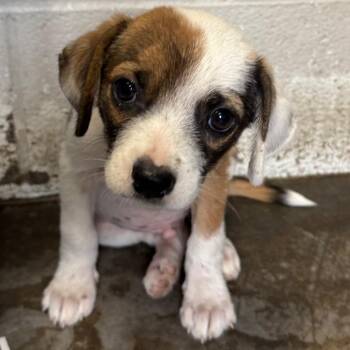 David -  Mixed Breed Dog for Adoption in Jacksonville, Arkansas - David | PetCurious