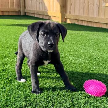 Sierra -  Labrador Retriever Dog for Adoption in La Grange, Kentucky - Sierra | PetCurious