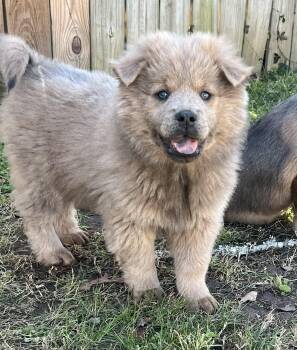 Chow Chow Dogs Available for Adoption - Sadie | PetCurious