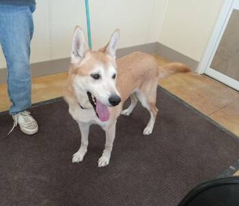 Husky and Shepherd Dogs Available for Adoption - Flint | PetCurious