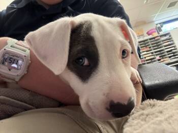 Pete -  American Staffordshire Terrier Dog for Adoption in Ashland, Virginia - Pete | PetCurious