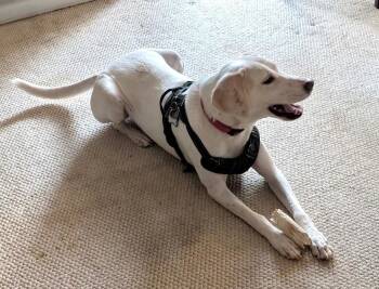 Billy  - Local Dog -  Hound Dog for Adoption in Princeton, Massachusetts - Billy  - Local Dog | PetCurious