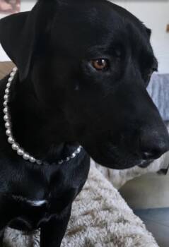 Pearl -  Labrador Retriever Dog for Adoption in Pflugerville, Texas - Pearl | PetCurious