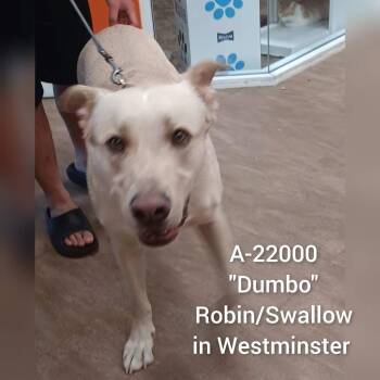 Dumbo -  Pit Bull Terrier Dog for Adoption in Westminster, California - Dumbo | PetCurious