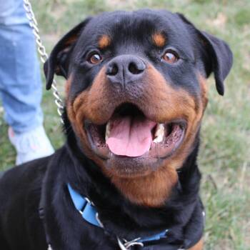 Nino -  Rottweiler Dog for Adoption in Champaign, Illinois - Nino | PetCurious