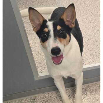 Shelley (JN26-91) -  Jack Russell Terrier and Mixed Breed Dog for Adoption in Peyton, Colorado - Shelley (JN26-91) | PetCurious
