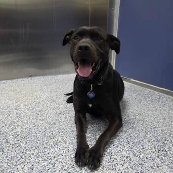 Black Labrador Retriever and Pit Bull Terrier Dogs Available for Adoption - Rex | PetCurious