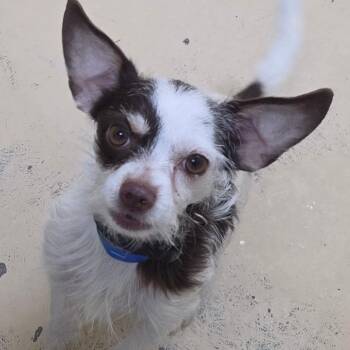 Petrie - City of Industry Location -  Terrier and Mixed Breed Dog for Adoption in Chino Hills, California - Petrie - City Of Industry Location | PetCurious