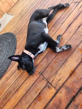 Spoiler -  Mixed Breed and Labrador Retriever Dog for Adoption in Spokane, Washington - Spoiler | PetCurious