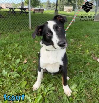 Scout -  Australian Shepherd and Labrador Retriever Dog for Adoption in Heath, Ohio - Scout | PetCurious