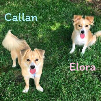 Callan -  Mixed Breed Dog for Adoption in Joliet, Illinois - Callan | PetCurious