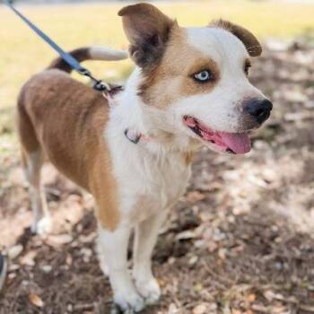 Border Collie Dogs Available for Adoption - Duke | PetCurious
