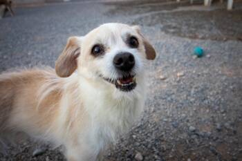 Rescue Chihuahua and Terrier Dogs for Adoption in Pahrump, Nevada - Spice | PetCurious