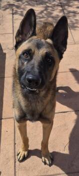 Hans -  German Shepherd Dog and Mixed Breed Dog for Adoption in Shreveport, Louisiana - Hans | PetCurious