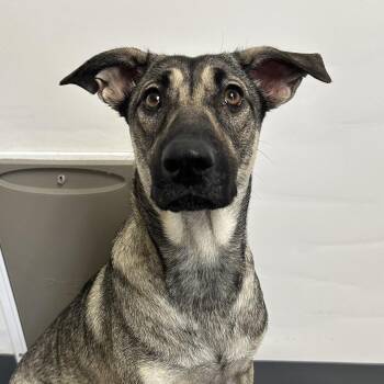 Chaka -  Shepherd Dog for Adoption in Yucaipa, California - Chaka | PetCurious