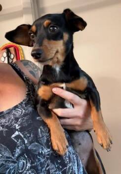 Chiweenie Dogs Available for Adoption in Tifton, Georgia - Sunny | PetCurious