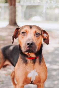 93756A Oakley -  Hound and Mixed Breed Dog for Adoption in North Charleston, South Carolina - 93756A Oakley | PetCurious