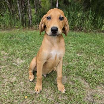 Conway -  Labrador Retriever and Treeing Walker Coonhound Dog for Adoption in Foley, Alabama - Conway | PetCurious
