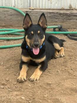 Timmy -  Australian Shepherd and German Shepherd Dog Dog for Adoption in Paso Robles, California - Timmy | PetCurious