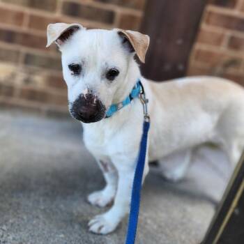 Billy -  Jack Russell Terrier and Mixed Breed Dog for Adoption in Toms Brook, Virginia - Billy | PetCurious