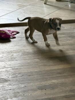 Prada 6 -  Terrier Dog for Adoption in Plymouth, Michigan - Prada 6 | PetCurious