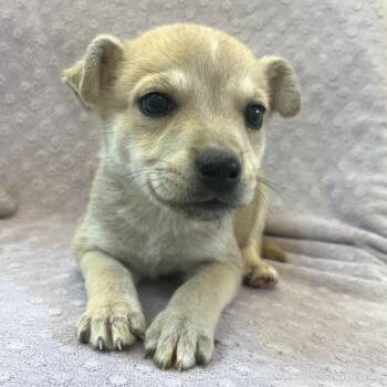 Terrier Dogs Available for Adoption in Las Vegas, Nevada - Sugar Baby 53691 | PetCurious