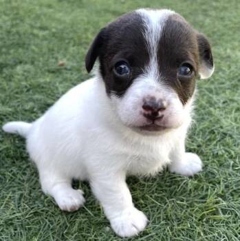 Vanessa -  Mixed Breed Dog for Adoption in Larkfield-wikiup, California - Vanessa | PetCurious