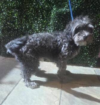61531736 -  Miniature Poodle and Mixed Breed Dog for Adoption in El Paso, Texas - 61531736 | PetCurious
