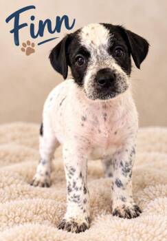SPONSOR OR FOSTER ME - Finn -  Terrier Dog for Adoption in Grafton, Wisconsin - SPONSOR OR FOSTER ME - Finn | PetCurious