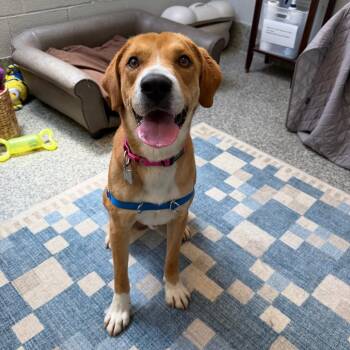 Dewey -  Mixed Breed Dog for Adoption in Falls Church, Virginia - Dewey | PetCurious