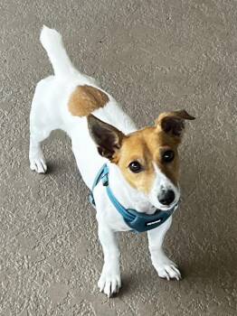 Rescue Jack Russell Terrier Dogs for Adoption in Terra Ceia, Florida - MILO - 2 Yrs Old, Ready To Find A New Home. | PetCurious
