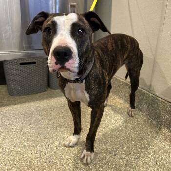 IVHS-Stray-140643 -  Pit Bull Terrier Dog for Adoption in San Gabriel, California - IVHS-Stray-140643 | PetCurious