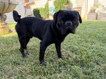 OREO -  Pug Dog for Adoption in Beaumont, California - OREO | PetCurious