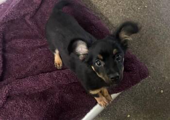 Dachshund and Chihuahua Dogs Available for Adoption - Mulberry | PetCurious