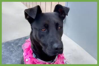 Labrador Retriever and German Shepherd Dog Dogs Available for Adoption in Amherst, Massachusetts - Adelina | PetCurious