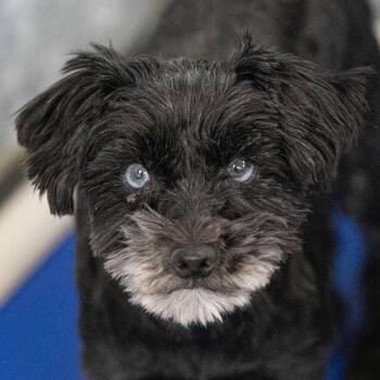 Miniature Schnauzer Dogs Available for Adoption in Peyton, Colorado - Fame (JN25-482) | PetCurious