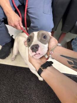 Helga -  Pit Bull Terrier Dog for Adoption in Mobile, Alabama - Helga | PetCurious