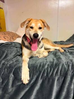 Nala -  Husky Dog for Adoption in Irwin, Pennsylvania - Nala | PetCurious
