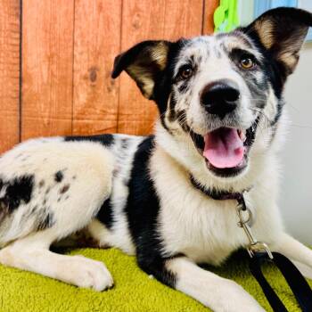Hila -  Labrador Retriever and Great Dane Dog for Adoption in Lebanon, Missouri - Hila | PetCurious