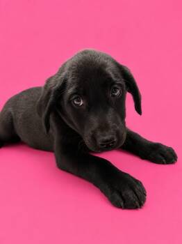Pepa -  Labrador Retriever and Golden Retriever Dog for Adoption in Detroit, Michigan - Pepa | PetCurious