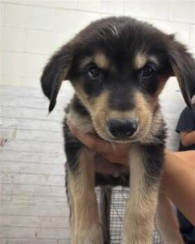 COBBLER -  German Shepherd Dog and Mixed Breed Dog for Adoption in San Bernardino, California - COBBLER | PetCurious