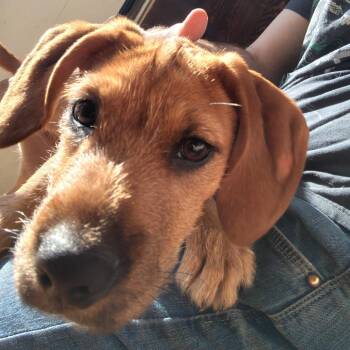 Skeeter -  Black Mouth Cur Dog for Adoption in Lynchburg, Virginia - Skeeter | PetCurious