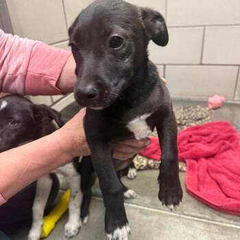 Hunter -  Chihuahua and Miniature Pinscher Dog for Adoption in Waynesburg, Pennsylvania - Hunter | PetCurious