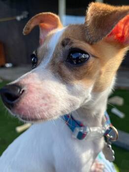 Rescue Chihuahua and Jack Russell Terrier Dogs for Adoption in Manchester, Tennessee - Lily | PetCurious