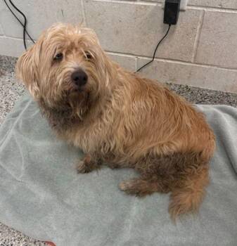 Mixed Breed Dogs Available for Adoption in Kansas City, Missouri - Petey | PetCurious