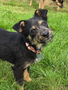 Rescue Shepherd and Poodle Dogs for Adoption in Bothell, Washington - Audrey | PetCurious